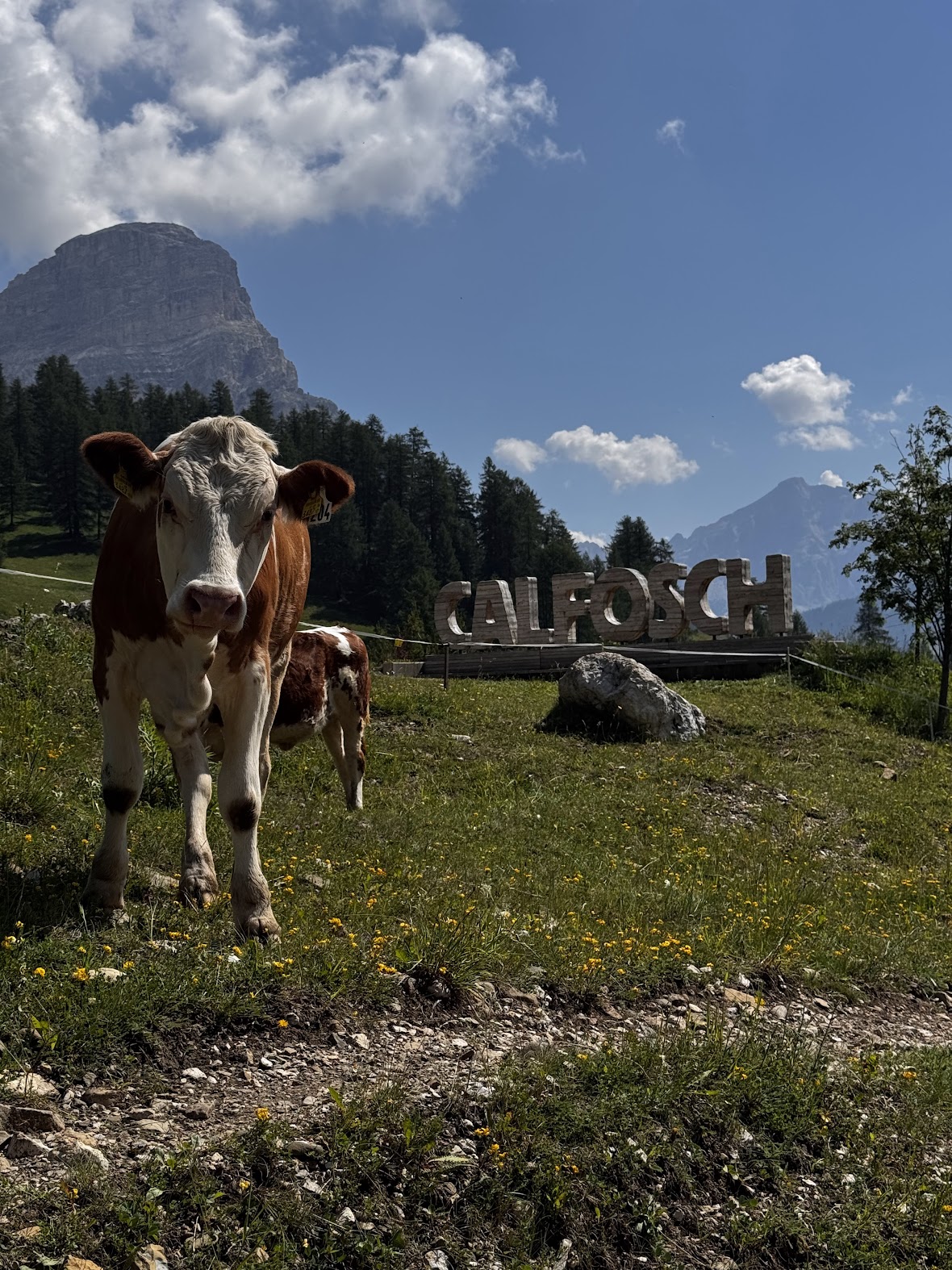 A cow standing in front of the wooden Calfosch village sign