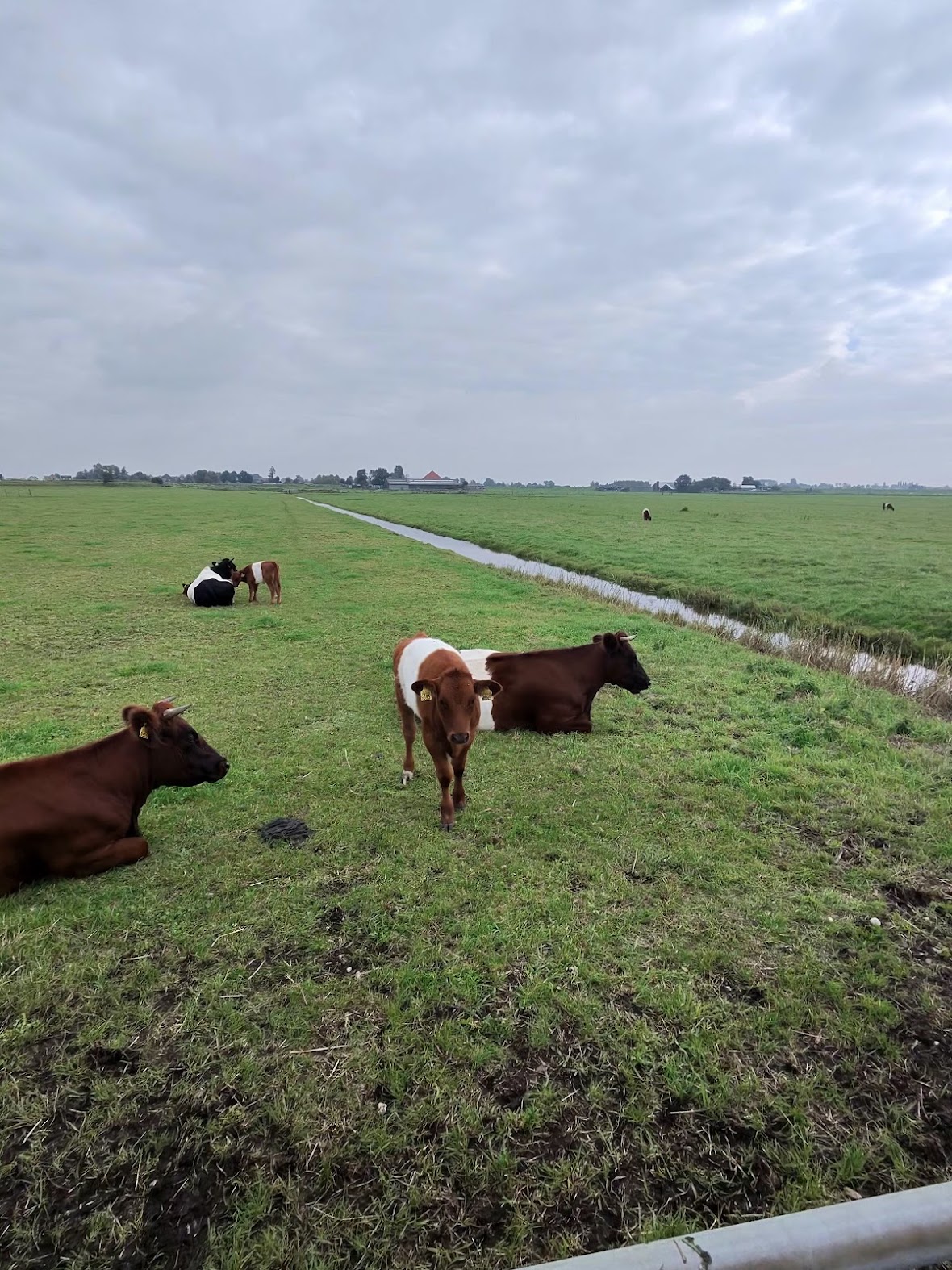 Cows resting in a green Waterland polder field