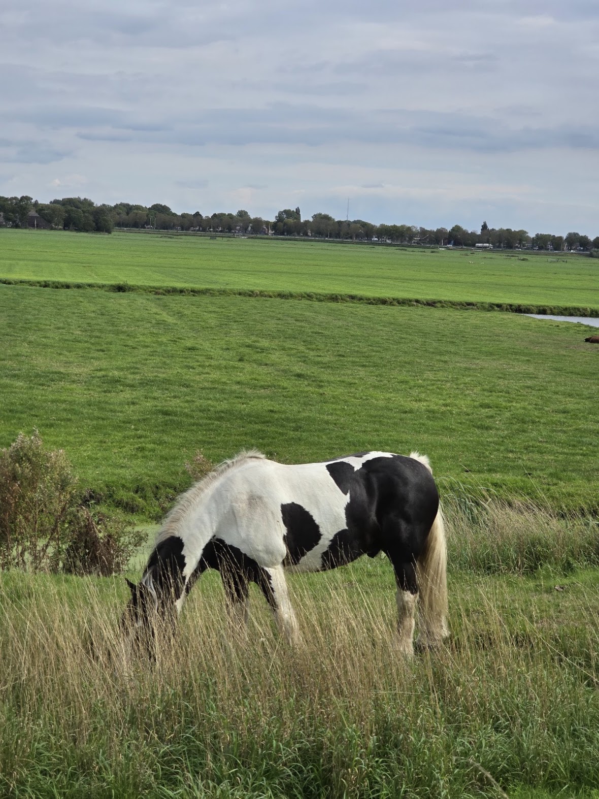 A piebald horse grazing in a Waterland polder field