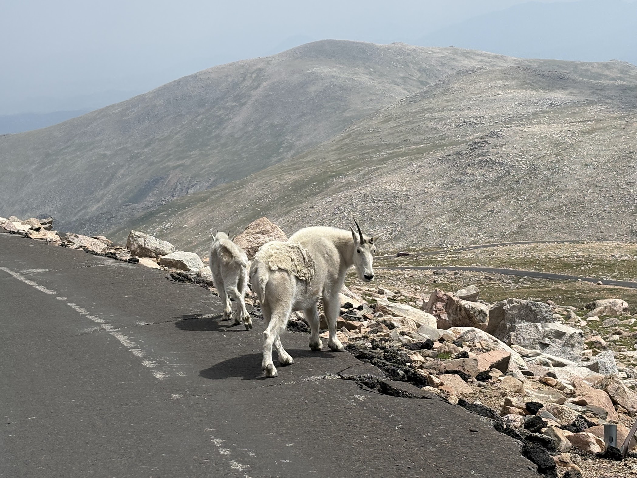 Mountain goats crossing the Mount Blue Sky Scenic Byway, Colorado