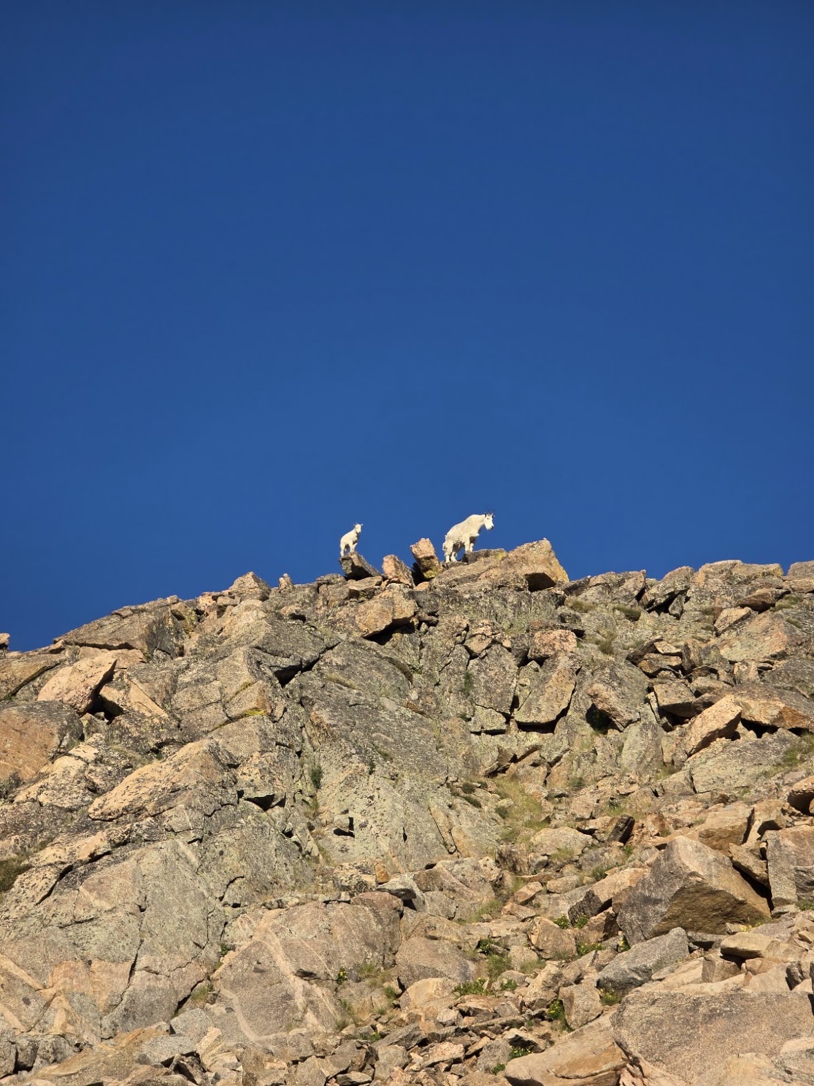Mountain goats on a ridge above the Mount Blue Sky Scenic Byway