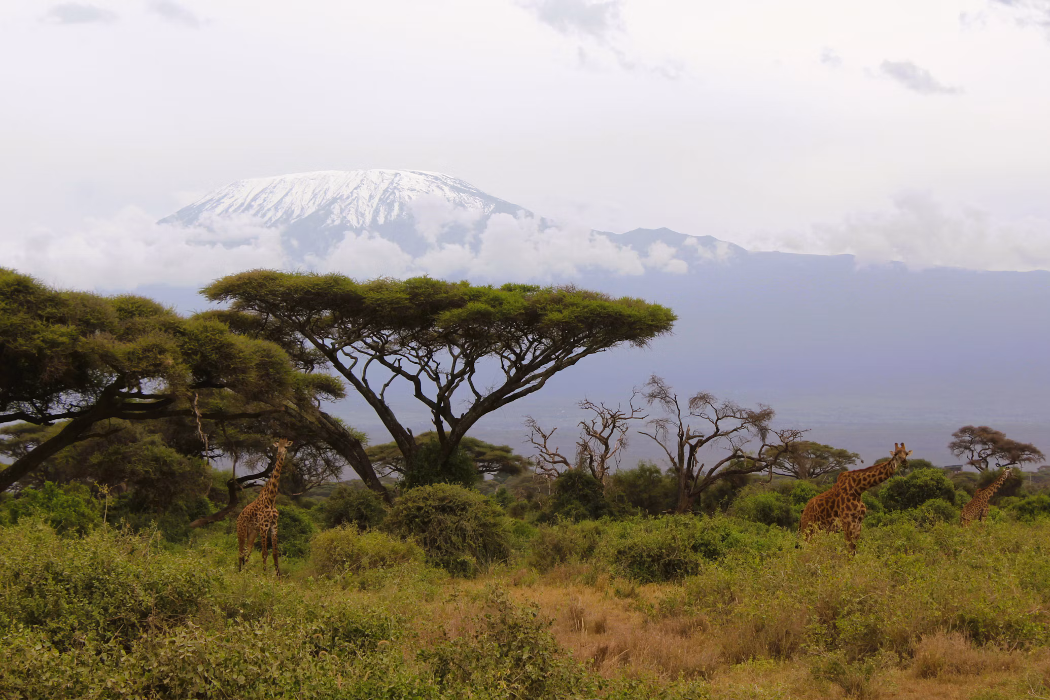Snow-capped Kilimanjaro above acacia trees, with giraffes in the savanna below