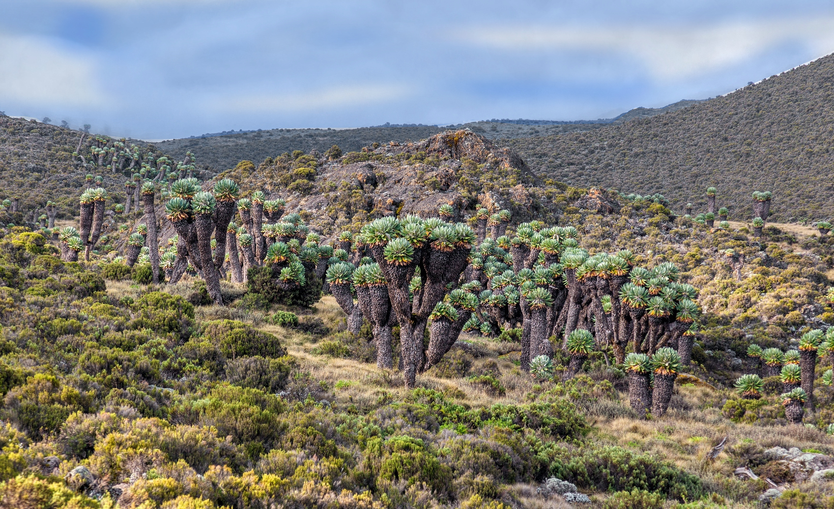 Forest of giant groundsels on the slopes of Kilimanjaro