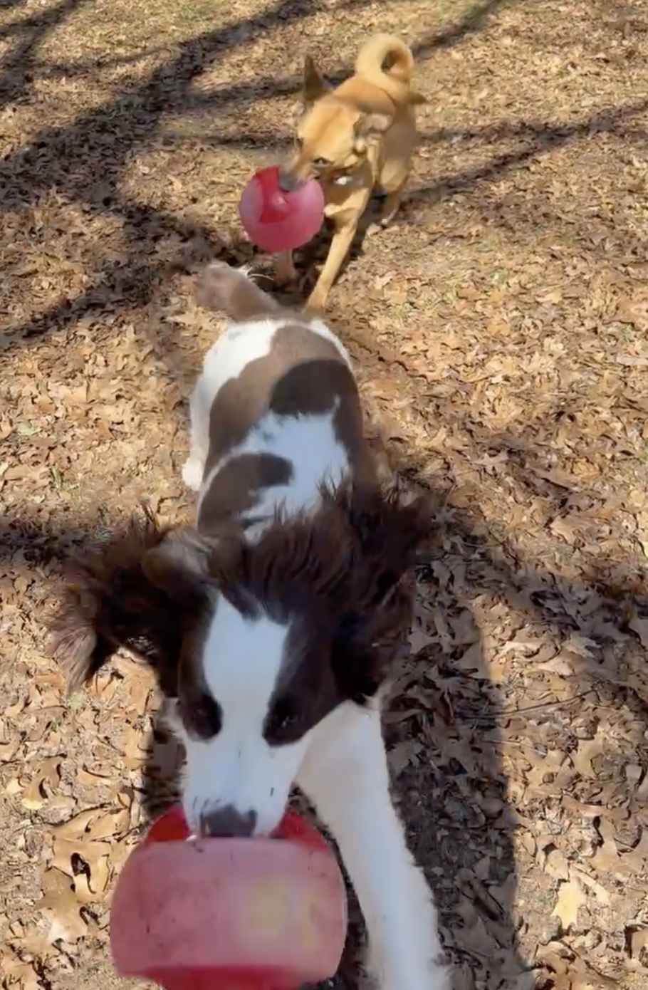 Aengus and Maeve chasing each other.