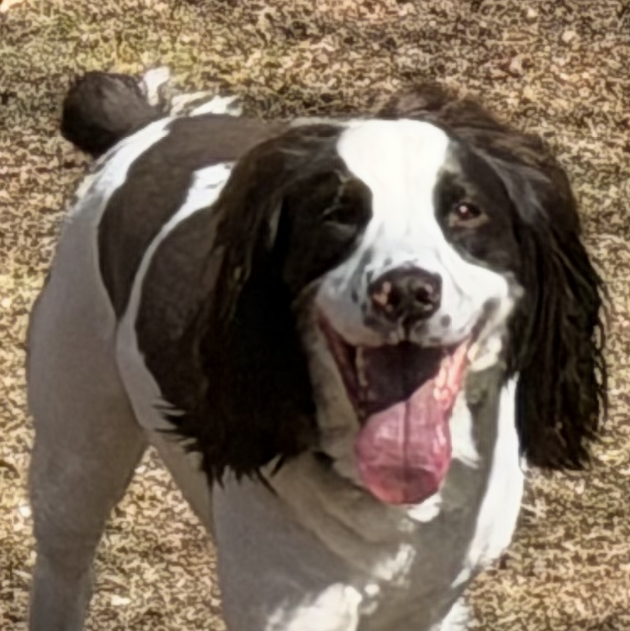 Aengus asking if Todd can throw the ball for the 100th time.