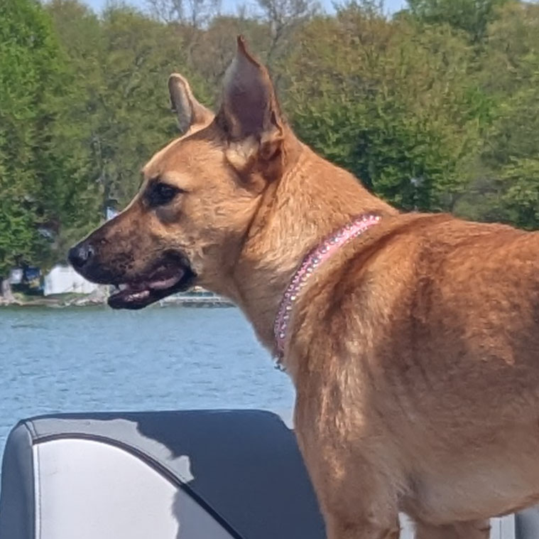 Maeve keeping a close eye on those ducks that look like they want to attack the boat.