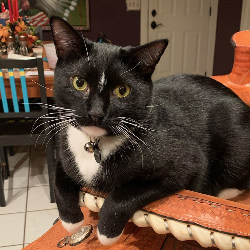 Dominic on his saddle ensuring all is in order in the house.