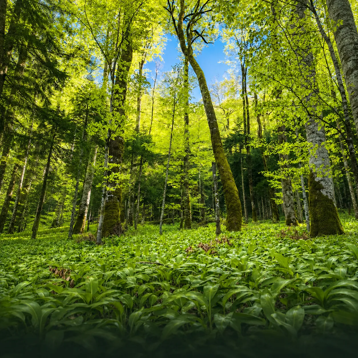 Sunlit forest with tall, slender trees covered in green leaves and a dense ground layer of broad green plants under a clear blue sky.