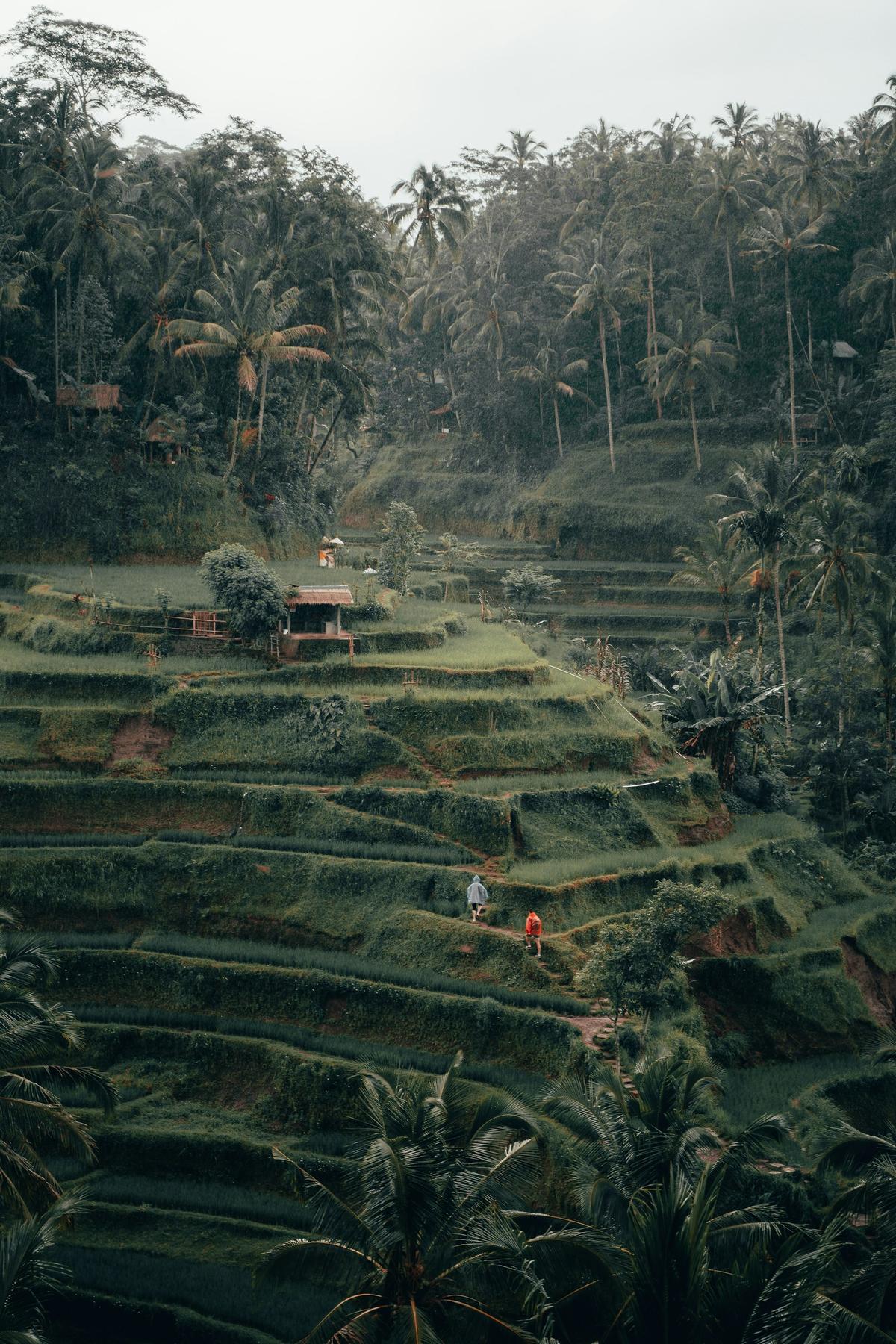 Brisbane to Bali Flights: Fares, Flight Time & When to Book