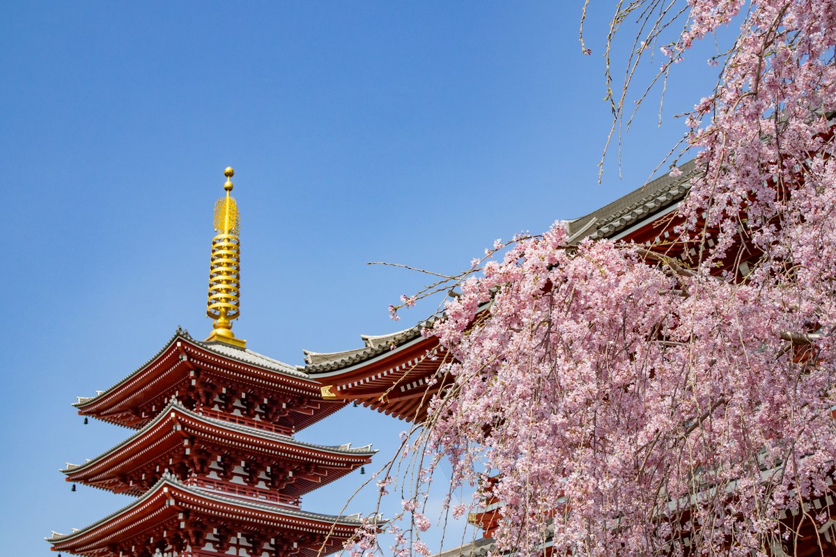 Five-storey pagoda at Senso-ji temple, Tokyo, with weeping cherry blossom