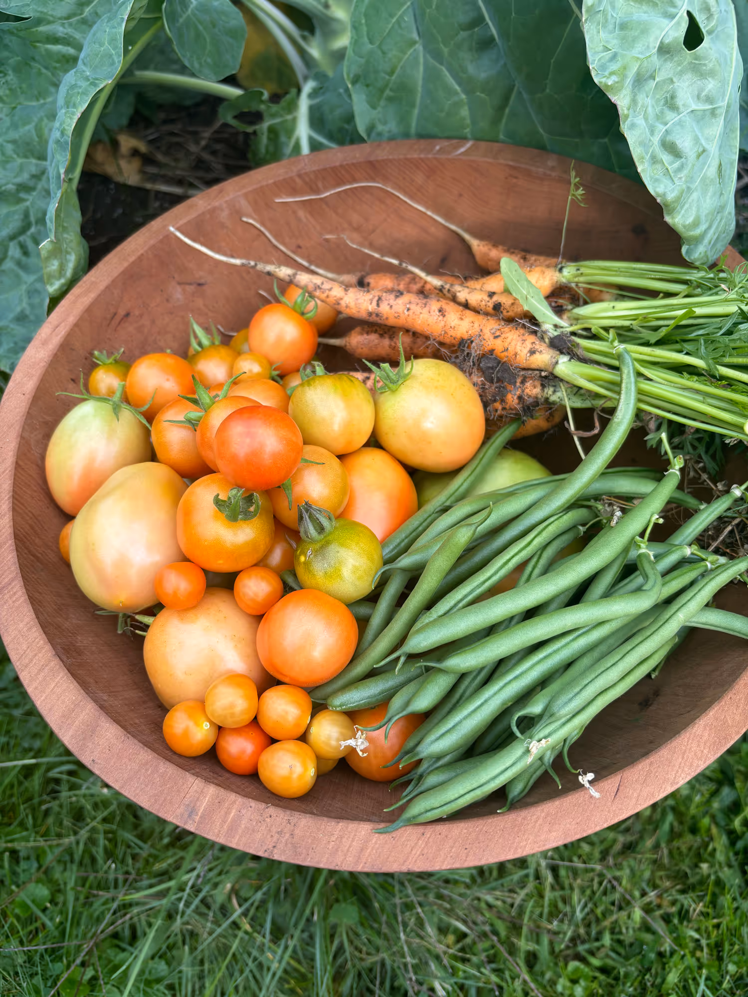 Wooden bowl filled with freshly harvested green beans, carrots with soil, and various ripening tomatoes on a background of green leaves and grass.