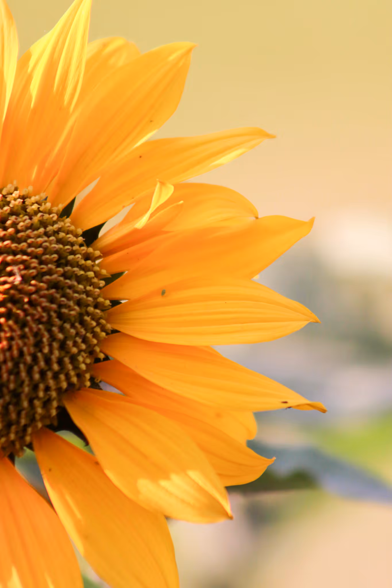 Sunflower up close