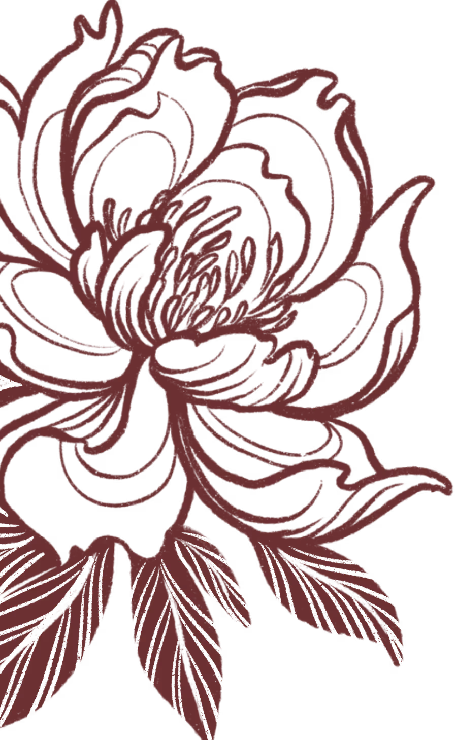 Dark red line art of a peony flower with detailed petals and leaves on a transparent background.