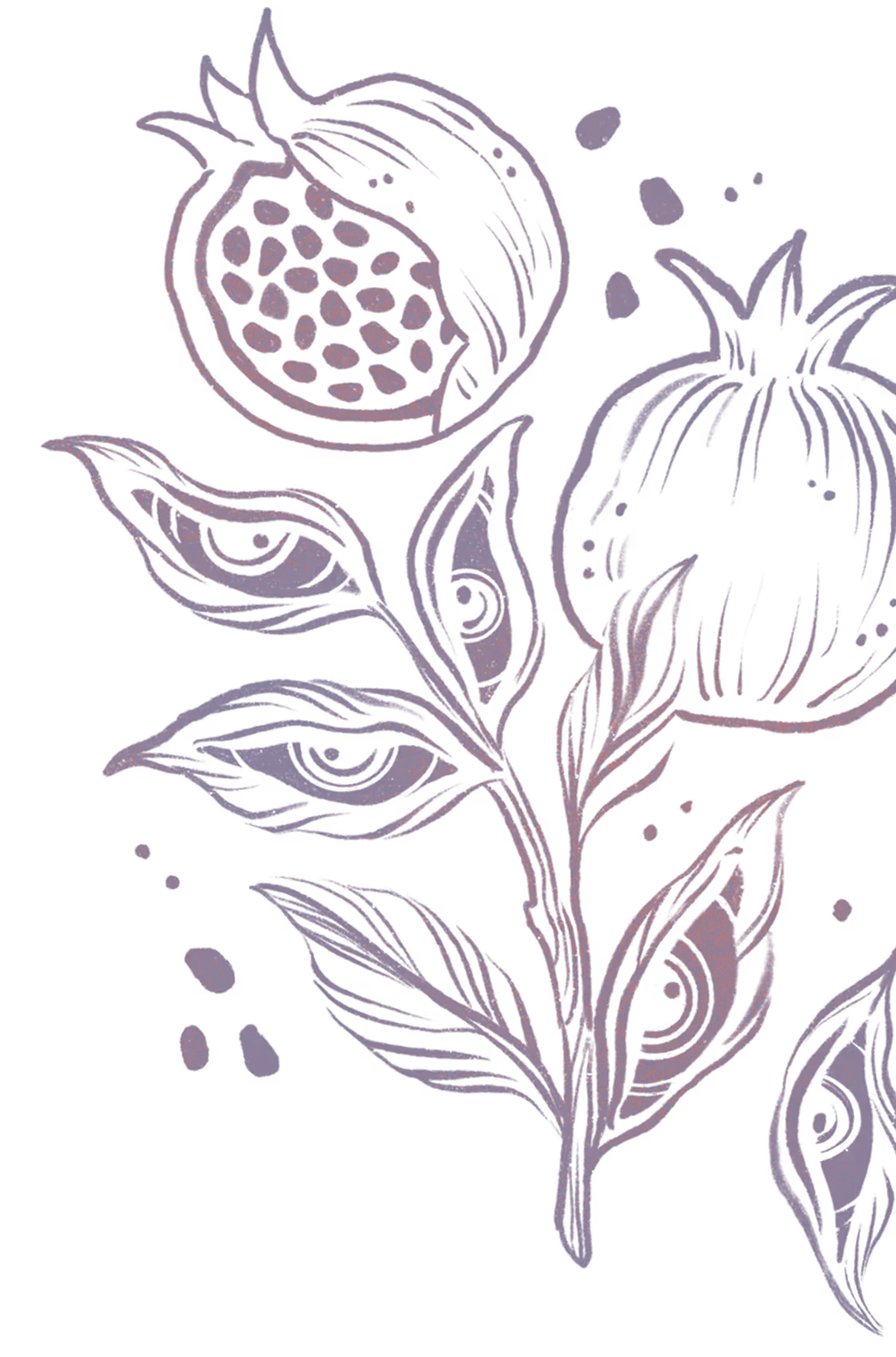 Line drawing of a pomegranate plant with one whole fruit, one opened fruit showing seeds, and several leaves.