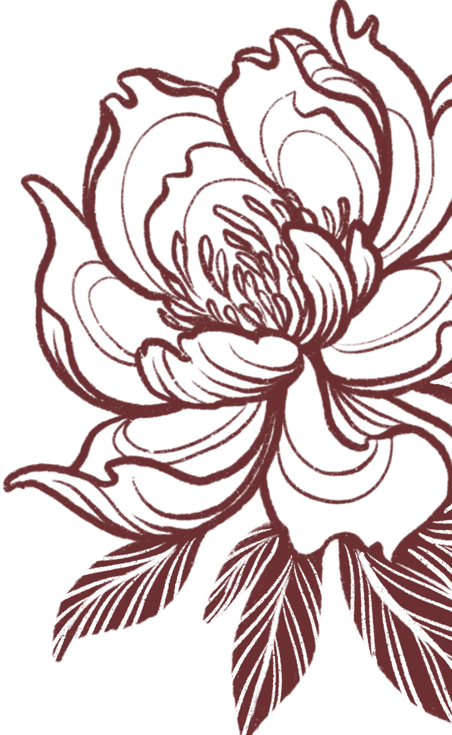 Maroon outline illustration of a peony flower with petals and leaves on a transparent background.
