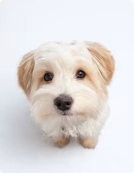 Nahaufnahme eines kleinen, weißen, flauschigen Hundes mit beigen Ohren vor weißem Hintergrund.