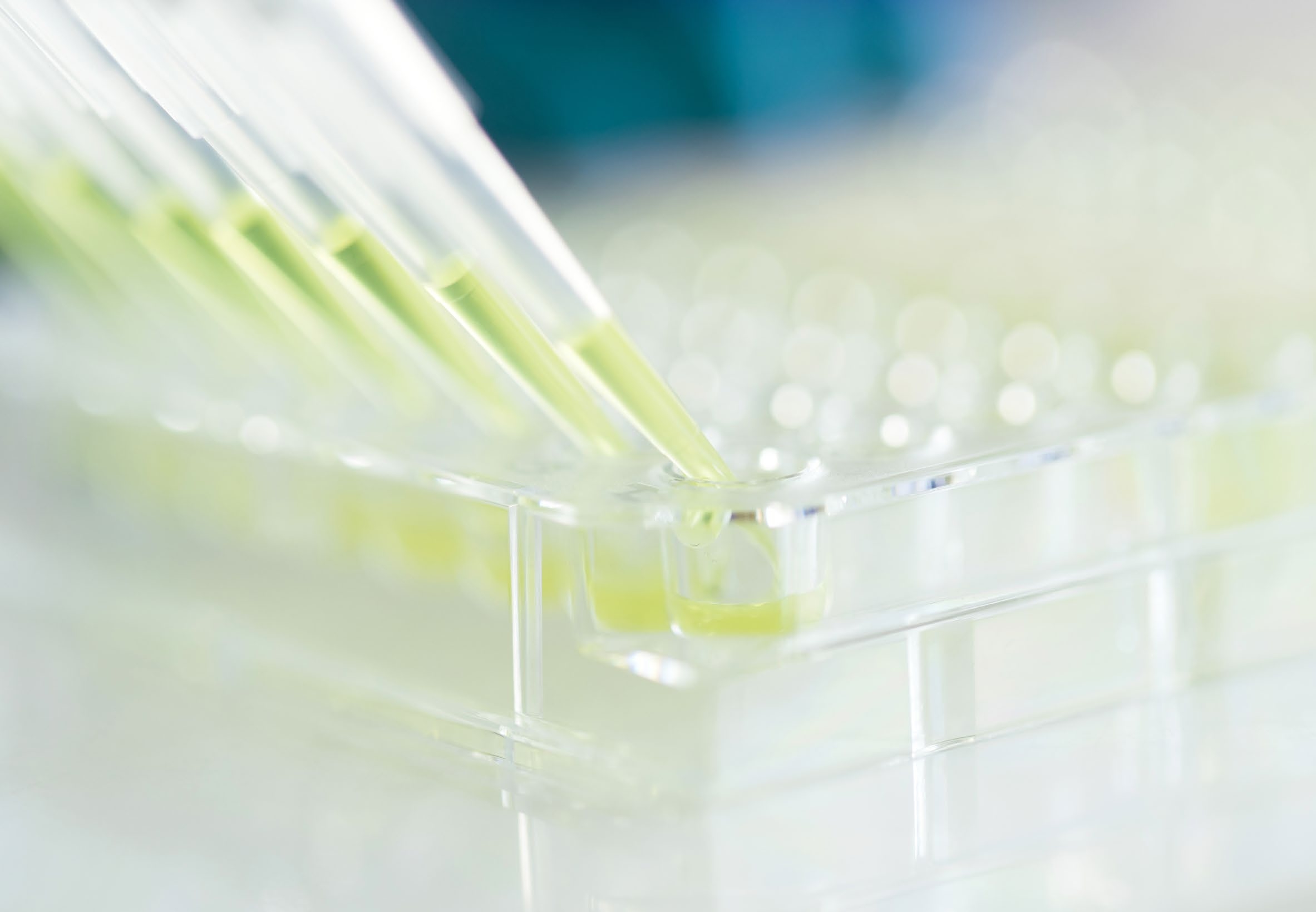 Multichannel pipette dispensing pale yellow liquid into a transparent multi-well assay plate
