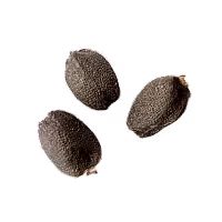 A close-up of a few basil seeds.