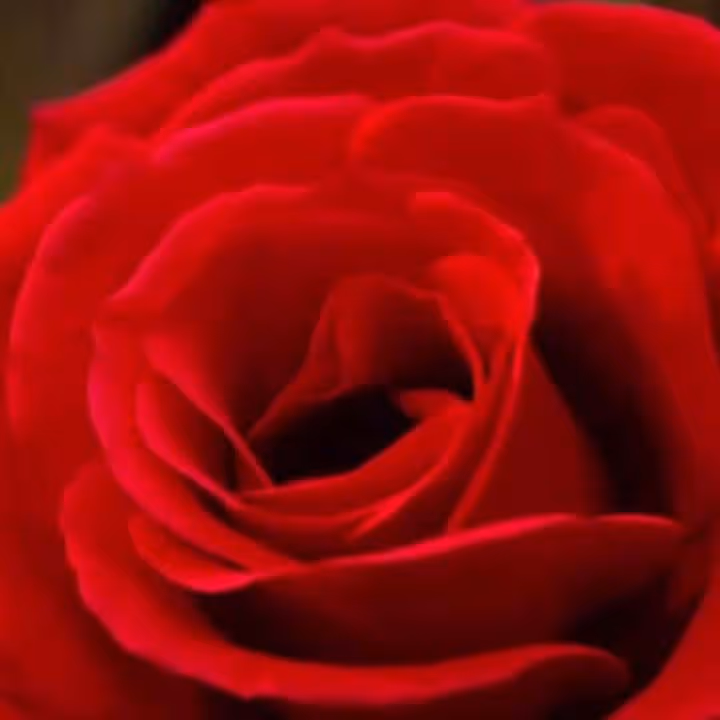 Erleben Sie mithilfe faszinierender Zeitrafferaufnahmen, wie elegante Blumen das Licht der Welt erblicken.