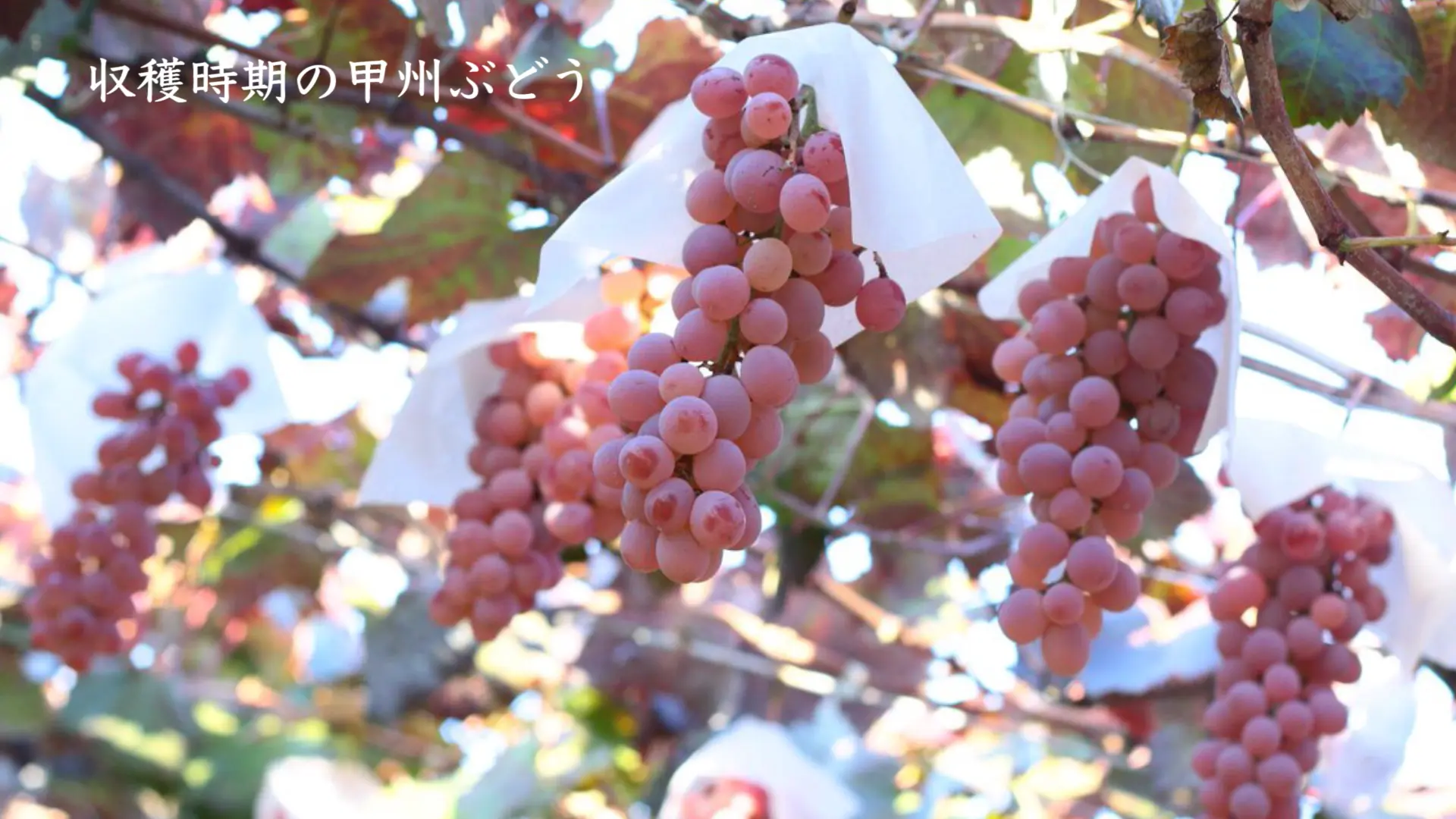 事業紹介動画｜酒造会社プロモーション