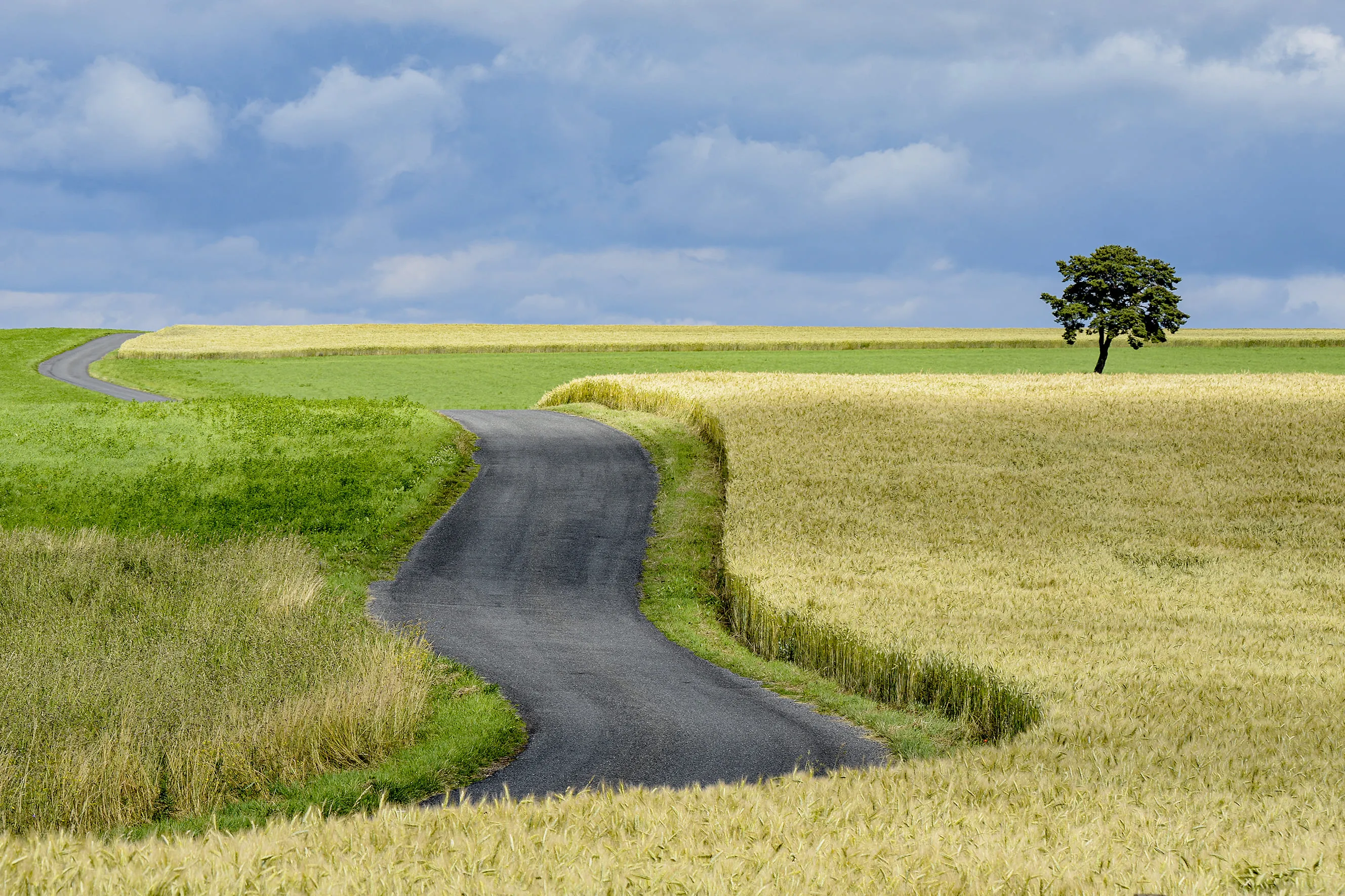 Chemin asphalté sinueux traversant des champs de blé doré et de prairie verte sous un ciel nuageux avec un arbre isolé.