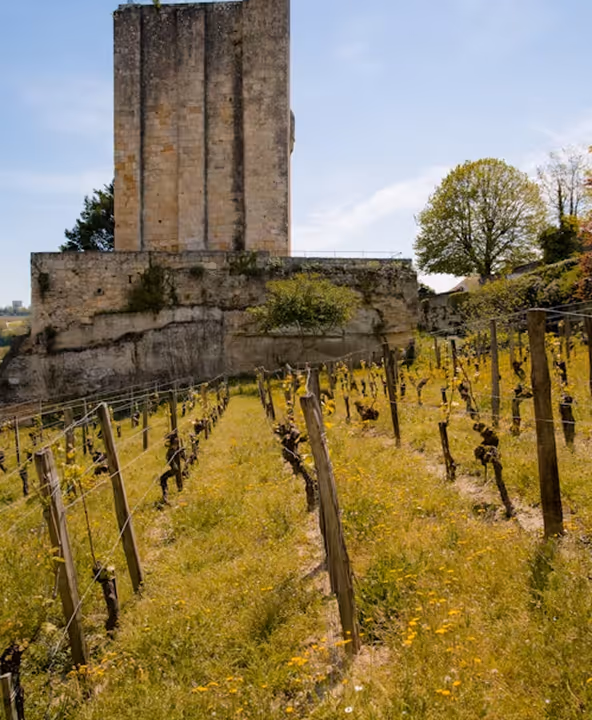 Vineyard with wooden posts and grapevines growing on a grassy slope in front of an old stone tower and walls.