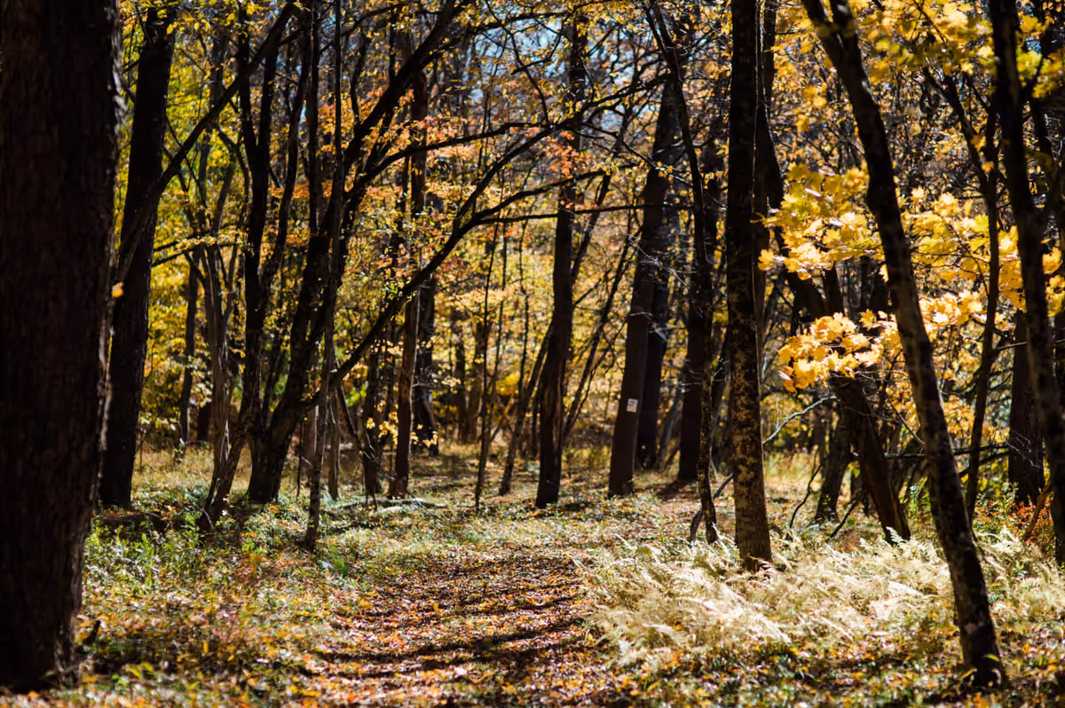 Sunlit forest path covered with fallen leaves surrounded by trees with yellow and green autumn foliage.