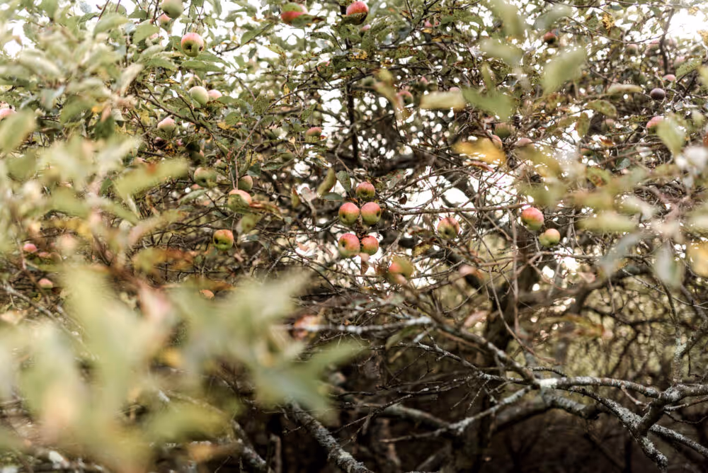 Apple tree branches densely covered with clusters of apples in a natural outdoor orchard setting.