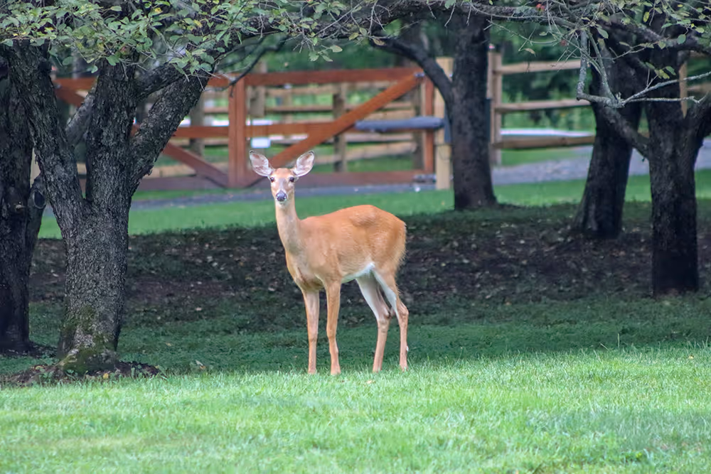 A deer standing on grass near trees with a wooden fence in the background.
