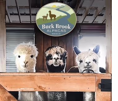 Three alpacas standing behind a wooden fence inside a barn with a Buck Brook Alpacas Roscoe, NY sign above them.