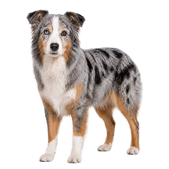 Ein Australien Shepperd