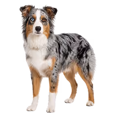 Ein Australian Shepperd Junghund