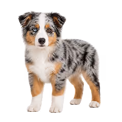 Ein Australian Shepperd Welpe