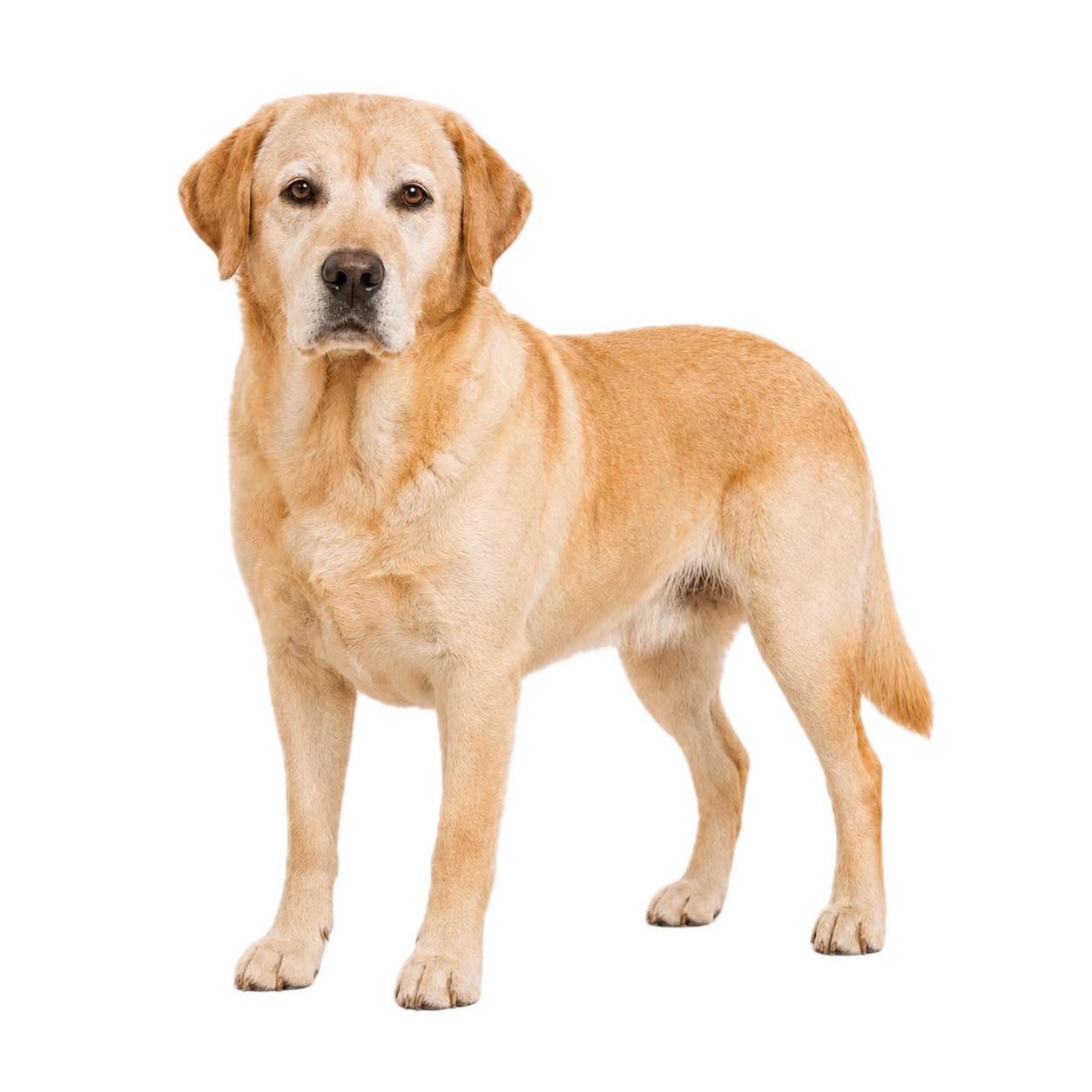 Labrador Hund