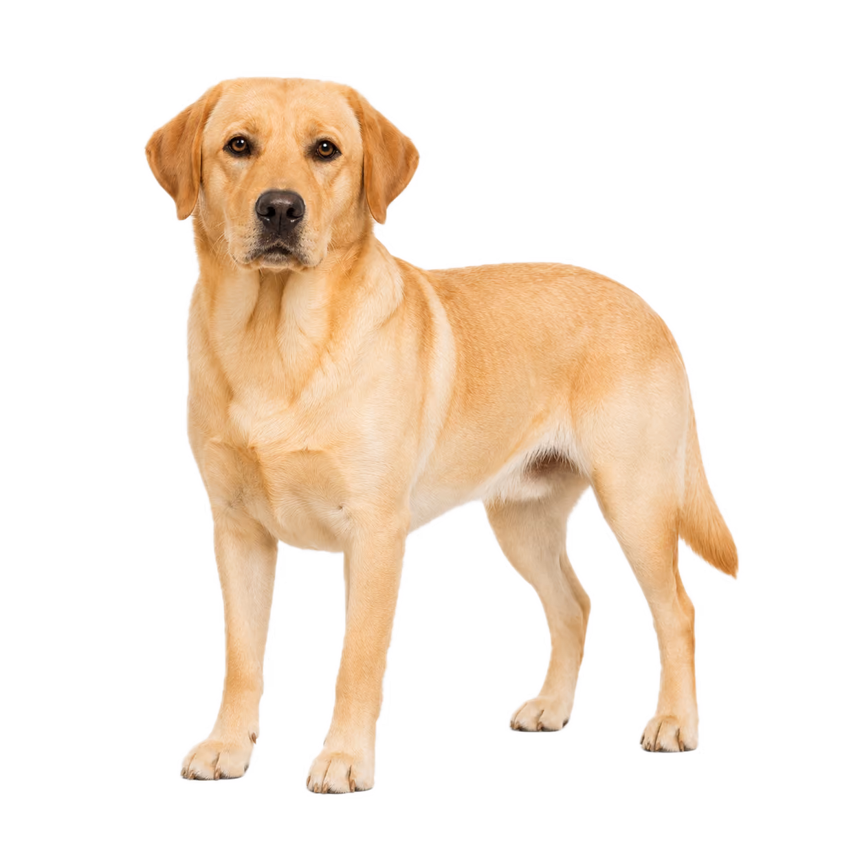 Labrador Junghund