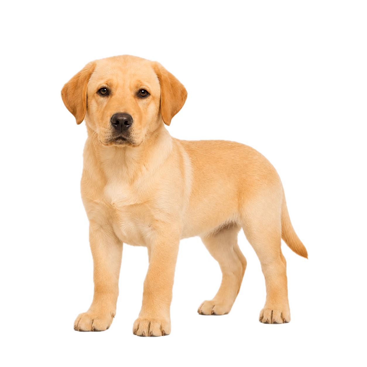Labrador Welpe