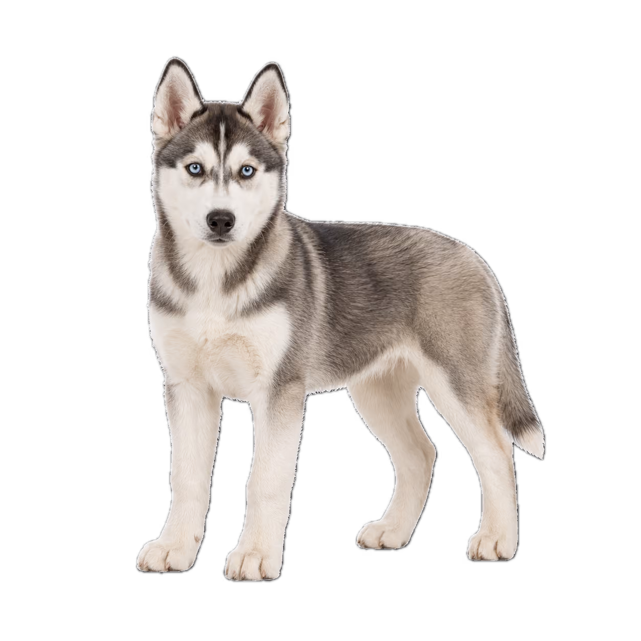Husky Welpe