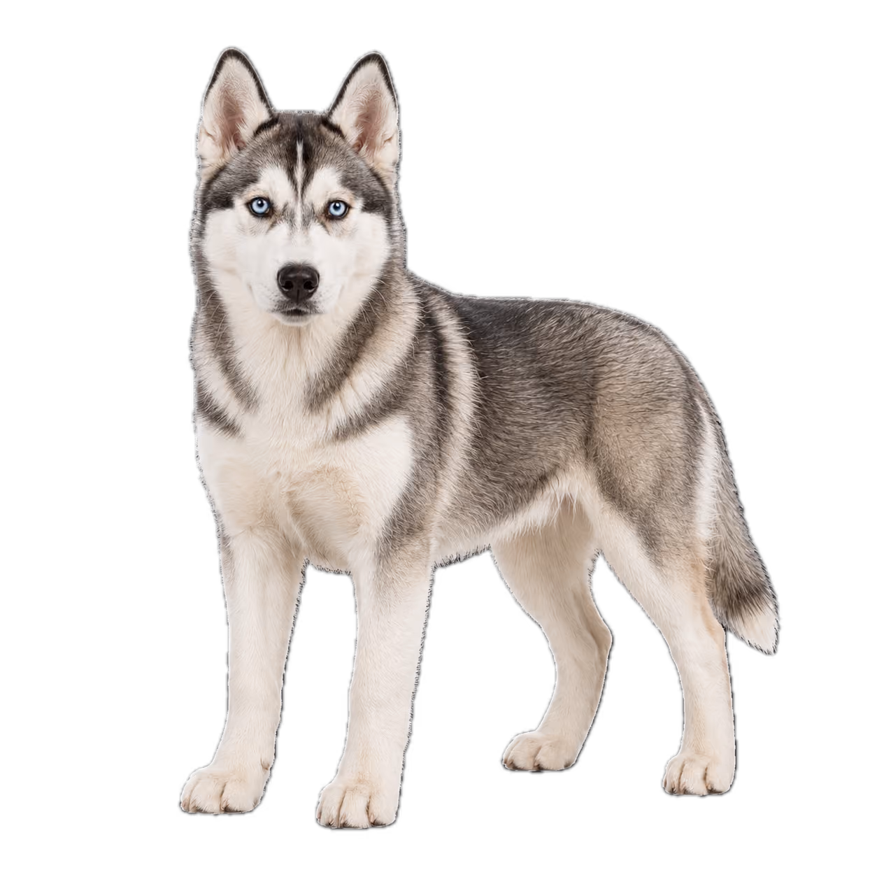 Husky Junghund