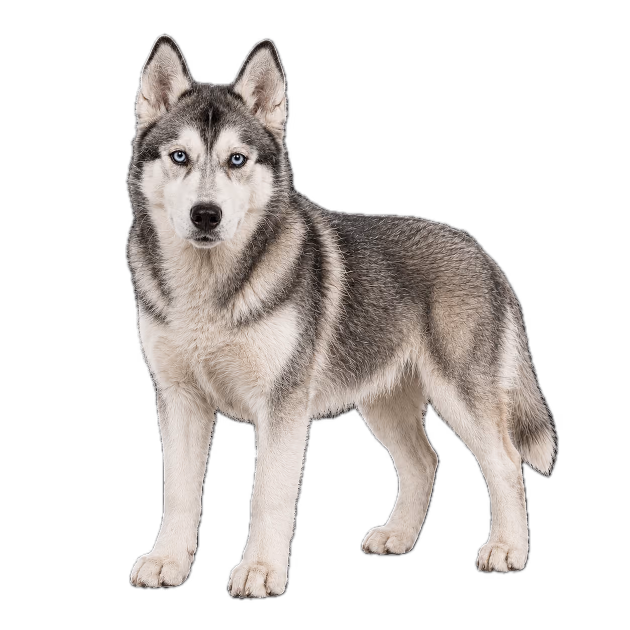Husky