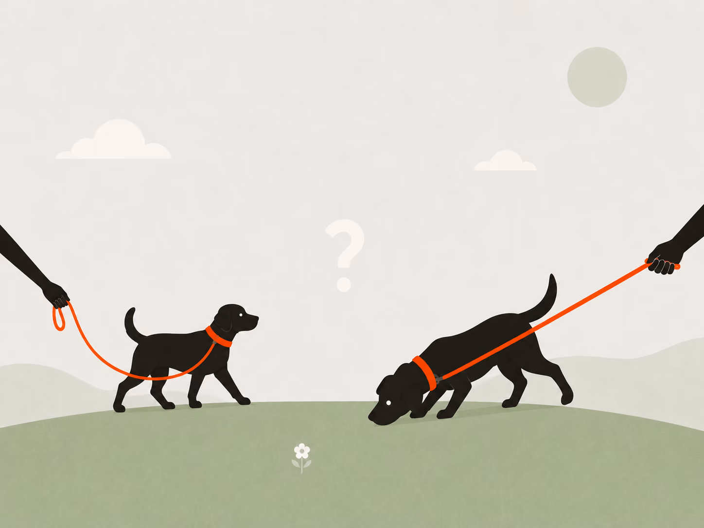 Platzhalter Cover: Hund zieht plötzlich wieder an der Leine