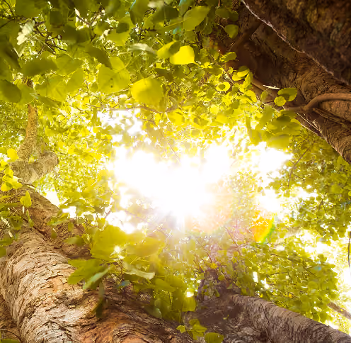 Sunlight shining through green leaves and tree trunks in a forest.