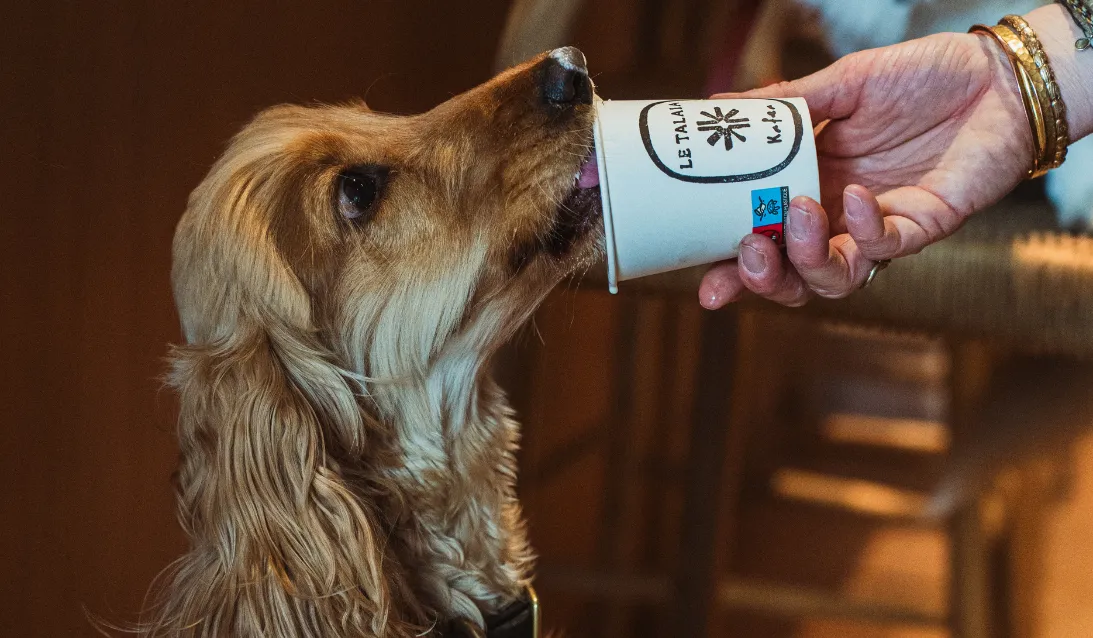Chien au pelage doré léchant un gobelet tenu par une main avec bracelets.