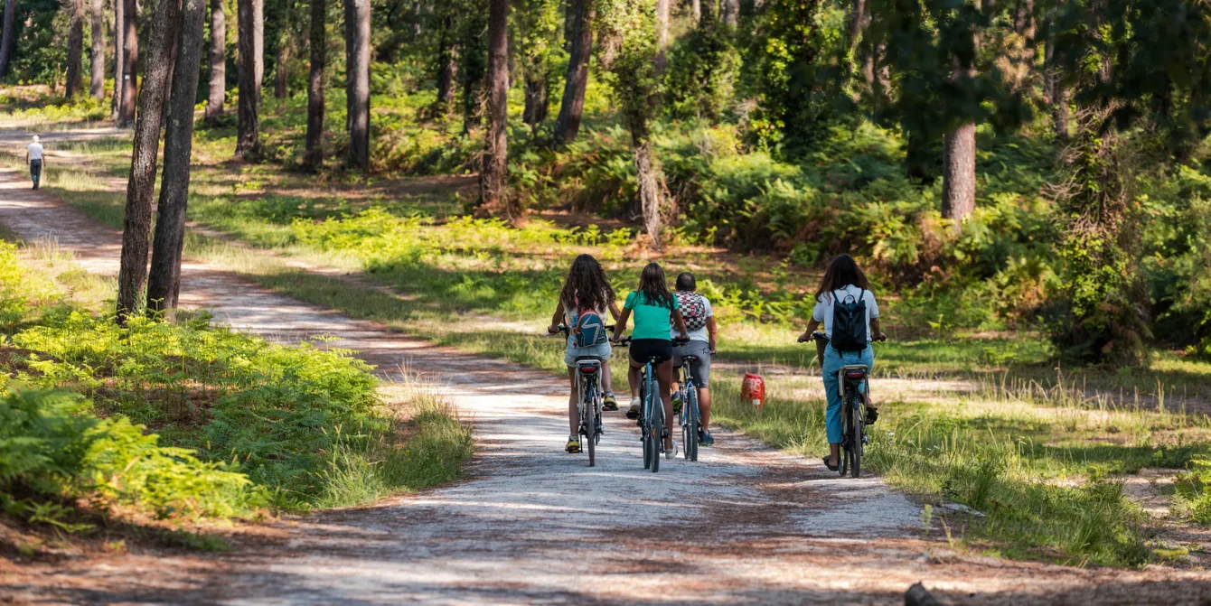 A group of four cyclists seen from behind, pedaling on a sunny forest path lined with pine trees and lush green vegetation, with backpacks on their shoulders.
