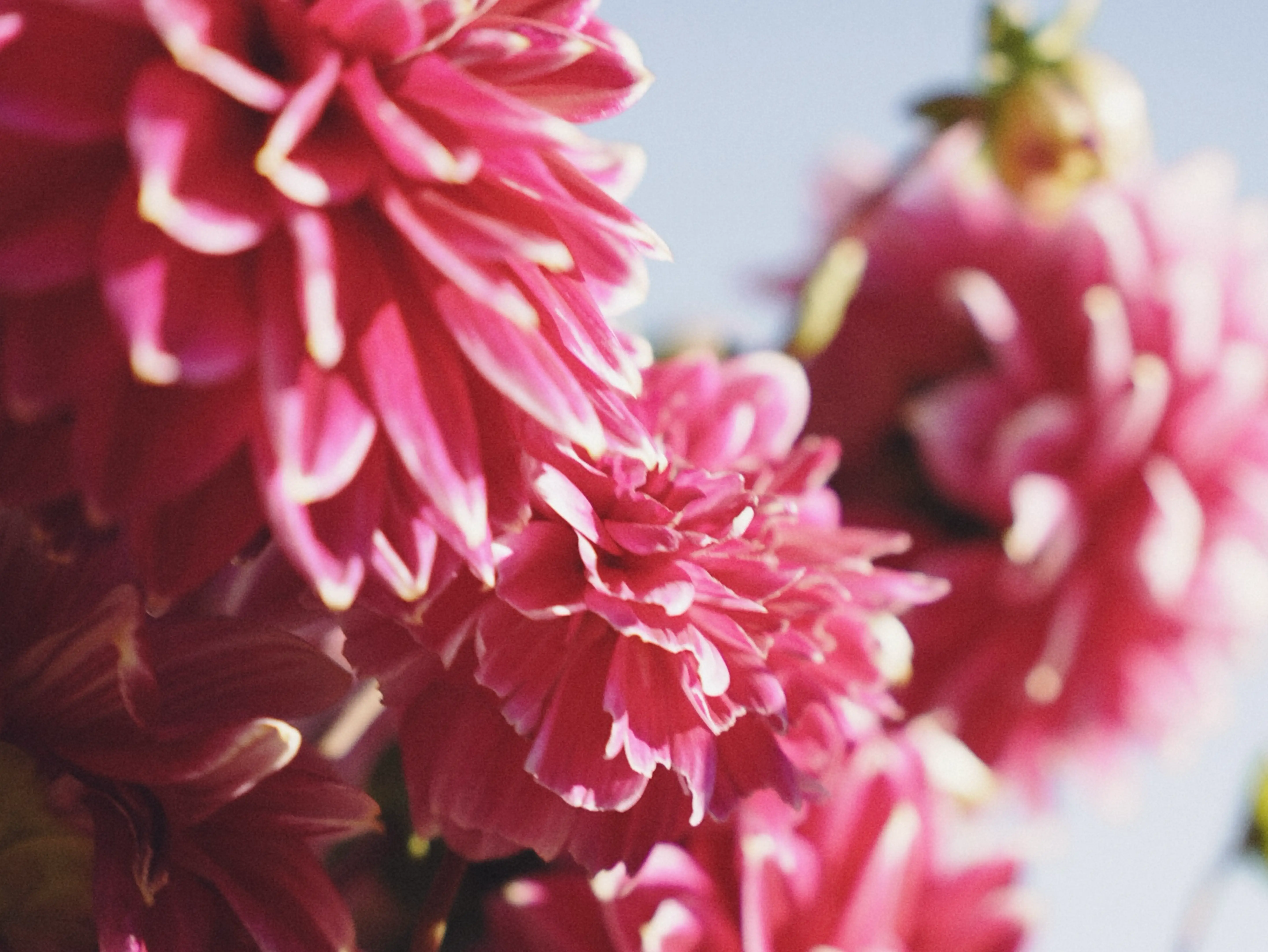 Close-up of pink dahlias with white-tipped petals, shot against a soft blue sky.