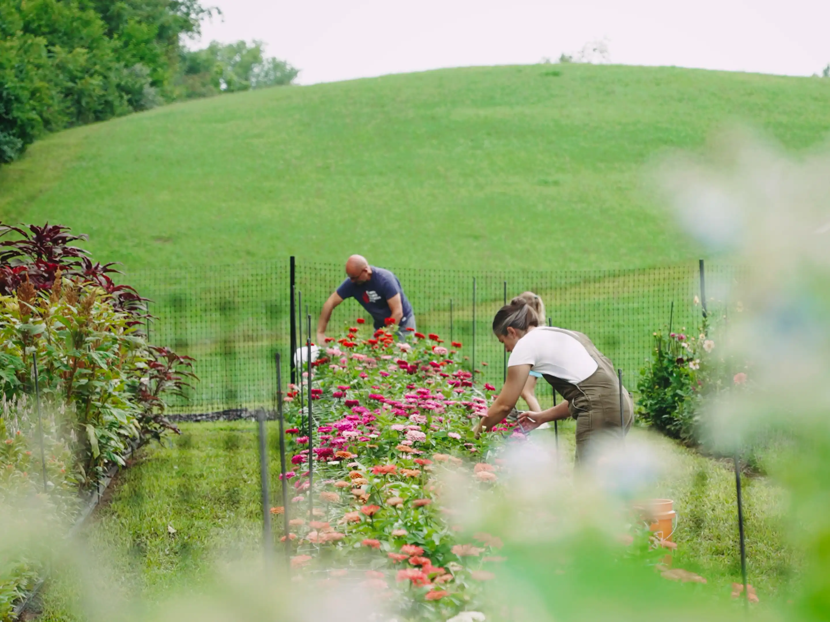 Two people working along a row of zinnias, a green hillside behind them.