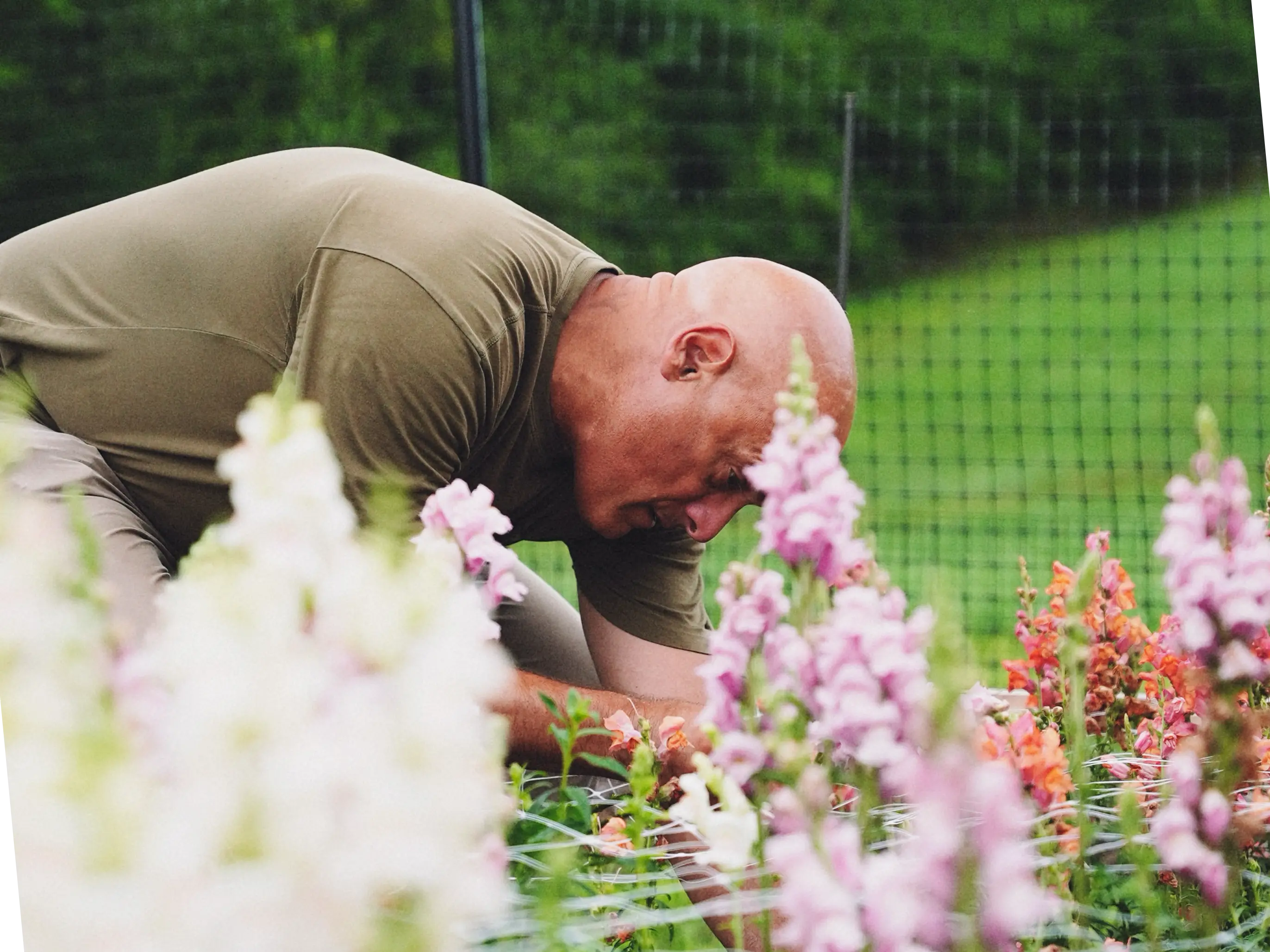 A person leaning into a row of snapdragons in the field.