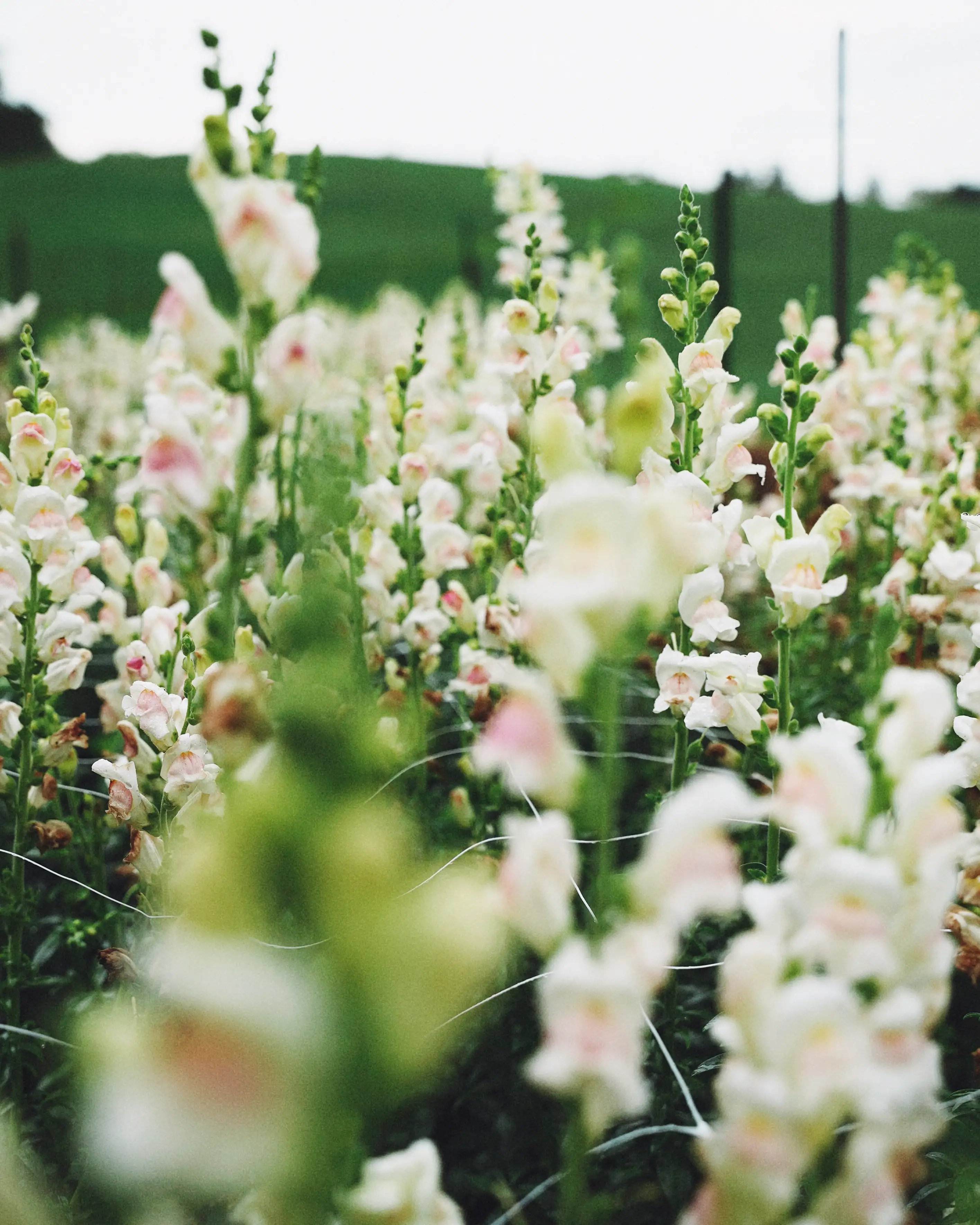 White and pale pink snapdragons growing in the field.