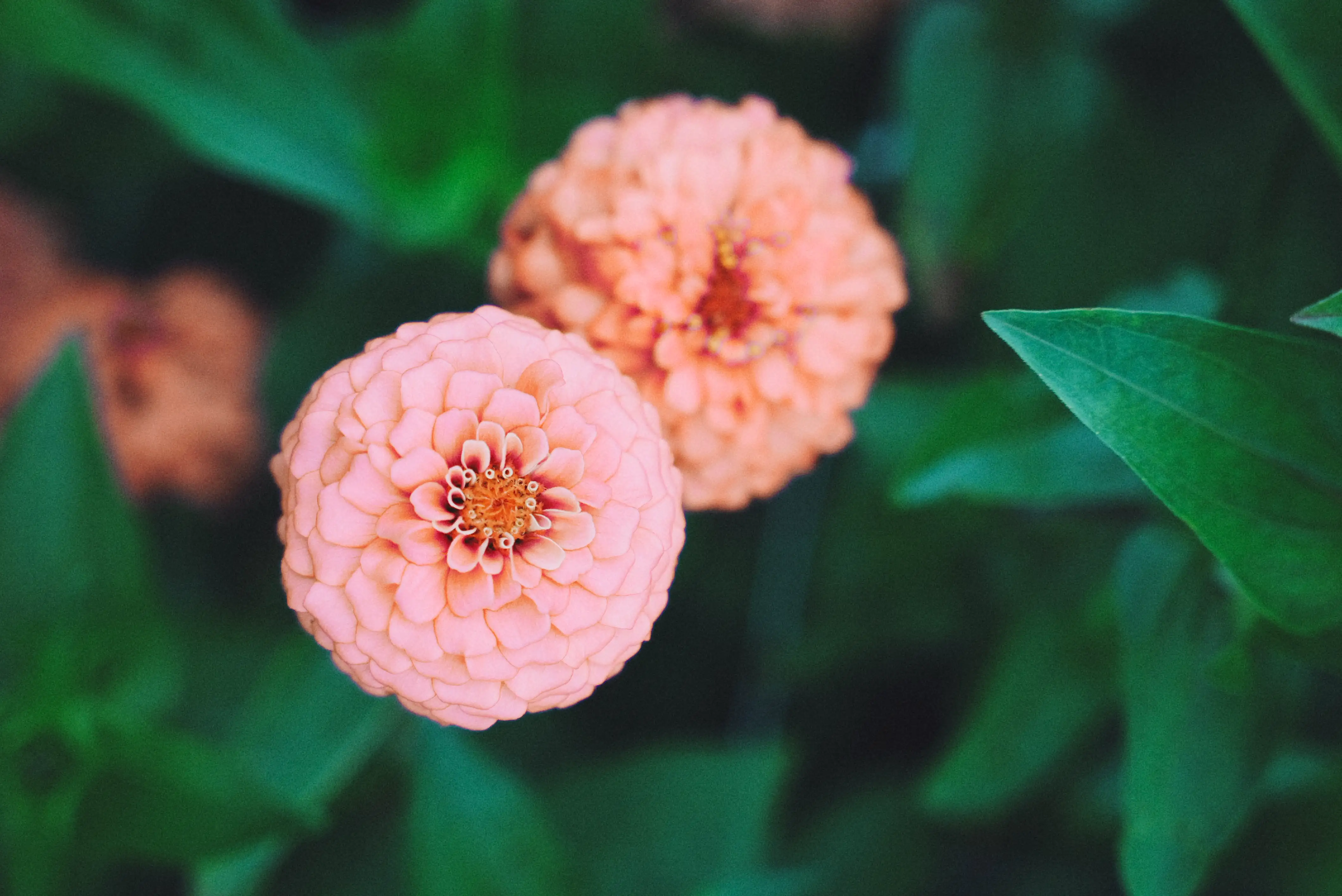 Two peach zinnias in close-up, dark green foliage behind them.