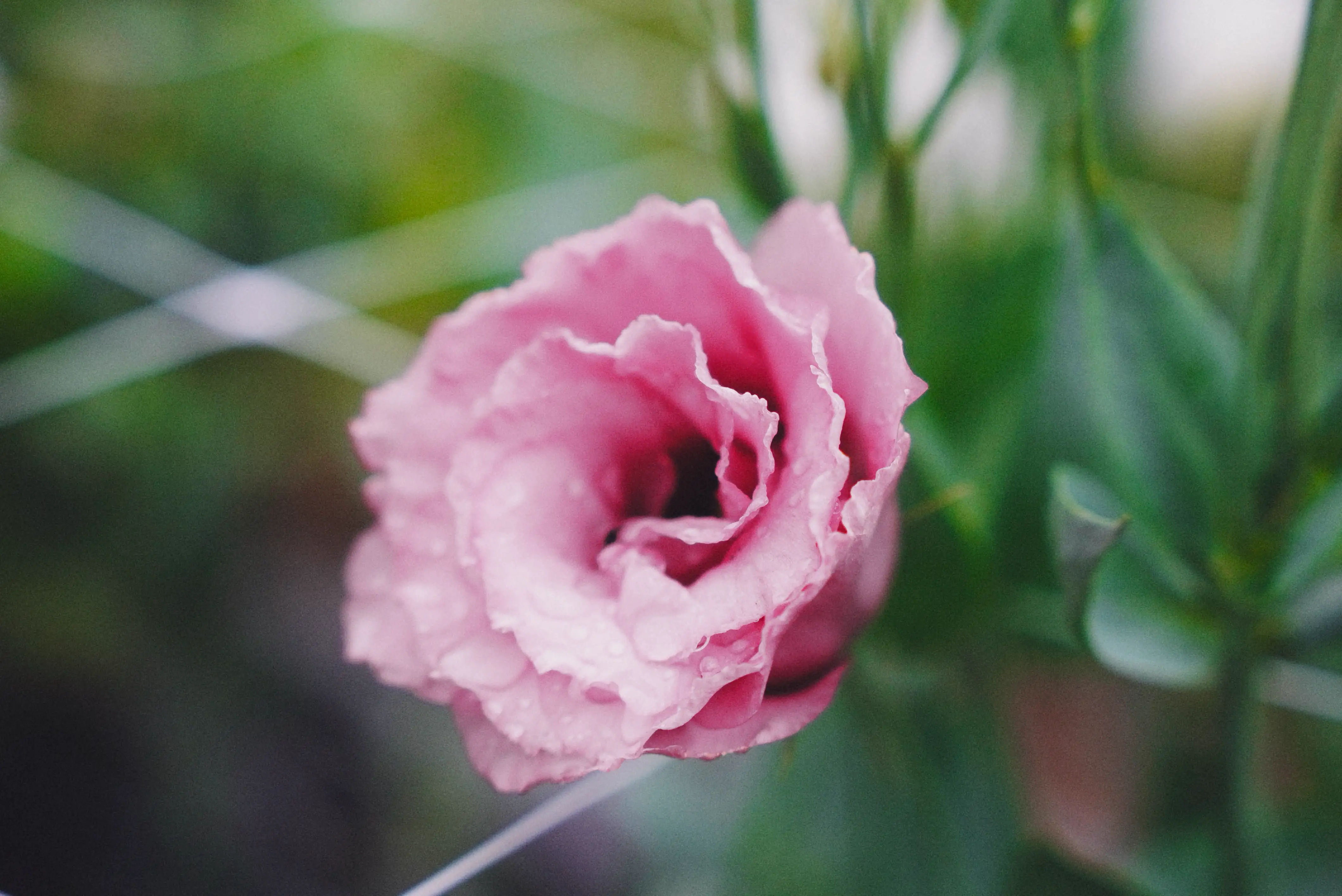 A single pink lisianthus bloom with water droplets on the petals.