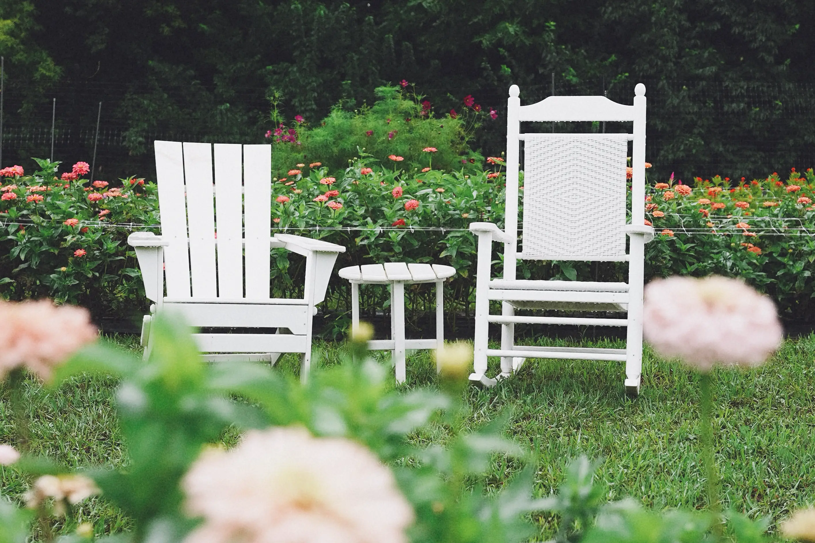 Two white chairs and a small table on the grass, surrounded by rows of orange and pink zinnias.